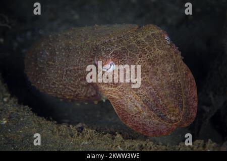 Wunderschöner Tintenfisch, der seine Haut am Korallenriff in Tarnung verwandelt Stockfoto