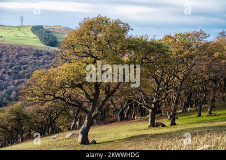 Ein Waldgebiet an einem Hügel im Herbst mit Schafen, die unter den Bäumen im Snowdonia-Nationalpark weiden. Abergwyngregyn, Gwynedd, Nordwales, UK, Großbritannien Stockfoto