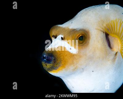 Wunderschöner Kugelfisch, der über einem gesunden Korallenriff im Indo-Pazifik schwimmt Stockfoto