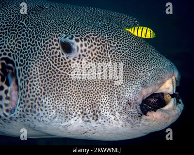 Wunderschöner Kugelfisch, der über einem gesunden Korallenriff im Indo-Pazifik schwimmt Stockfoto