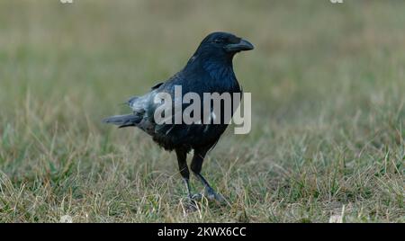 Nahaufnahme einer Krähe auf der Wiese Stockfoto