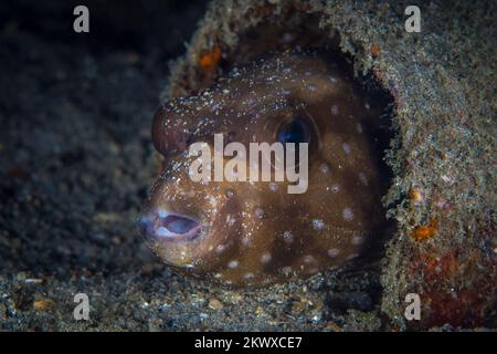 Wunderschöner Kugelfisch, der über einem gesunden Korallenriff im Indo-Pazifik schwimmt Stockfoto