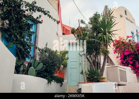 Traditionelle Architektur auf der Insel Santorin, Griechenland. Weißes Haus umgeben von exotischen Pflanzen, Bougainvillea-Blumen. Außenansicht mit Garten Stockfoto