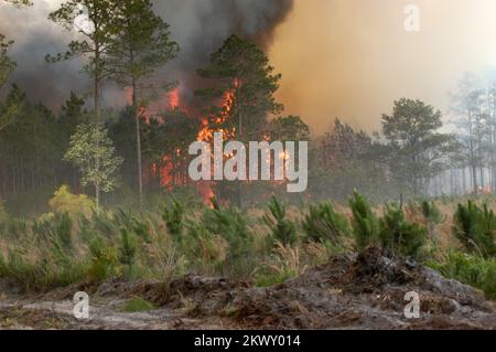 Lake City, Florida, 15. Mai 2007 das Florida Bugaboo Fire ist an einigen Orten immer noch außer Kontrolle. Die USA Department of Homeland Security┬Æs Federal Emergency Management Agency (FEMA) hat zwischen März 27. und Mai 10. 2007 5 Zuschüsse zur Unterstützung des Brandmanagements genehmigt, um Florida bei der Brandbekämpfung in 16 Bezirken zu unterstützen. Mark Wolfe/FEMA.. Fotos zu Katastrophen- und Notfallmanagementprogrammen, Aktivitäten und Beamten Stockfoto