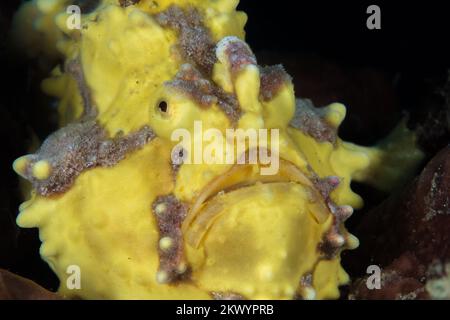 Süßer und farbenfroher Clown Frogfish - Antennarius maculatus Stockfoto
