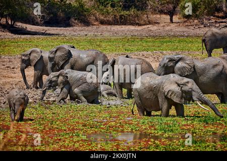 Afrikanischer Bush Elefant, Loxodonta Africana, South Luangwa Nationalpark, Sambia, Afrika Stockfoto