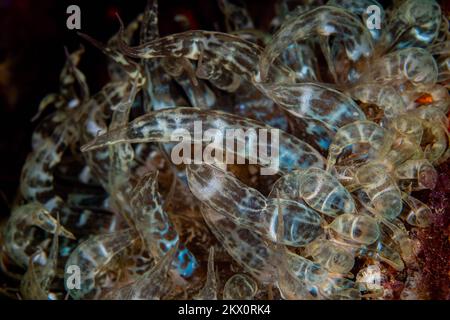 Nahaufnahme der bunten Anemone am Korallenriff in der Wildnis des Pazifischen Ozeans Stockfoto