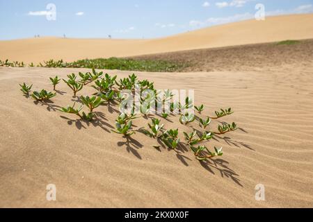 Grüne Pflanzen in Sanddünen vor Wüstenlandschaft. Stockfoto