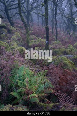 Wistman's Wood; Dartmoor National Park, Devon, Großbritannien. 30.. November 2022. UK Weather: Nebel und Nebel umhüllen die Bäume und schaffen eine stimmungsvolle Szene im mystischen Wistman's Wood in Dartmoor. Kredit: Celia McMahon/Alamy Live News Stockfoto