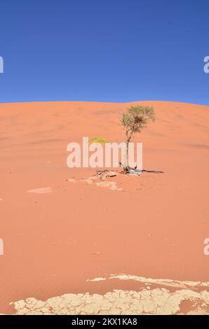 deadvlei sossusvlei Trockenpfannen Wüste Sand dunde Namibia Afrika Stockfoto