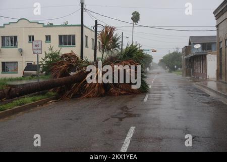 Hurricane Dolly, Brownsville, TX, 23. Juli 2008 die heruntergefallene Palme auf der Monroe St. zeigt die Stärke des Hurricane Dolly, während der Wind Geschwindigkeit und Intensität zunimmt. Jacinta Quesada/FEMA... Fotos zu Katastrophen- und Notfallmanagementprogrammen, Aktivitäten und Beamten Stockfoto