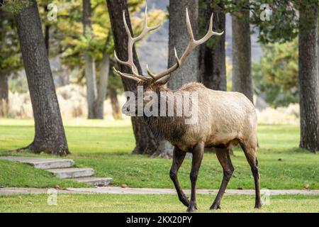 Large Bull Elk Walking in Mammoth Hotsprings im Yellowstone National Park im Herbst Stockfoto