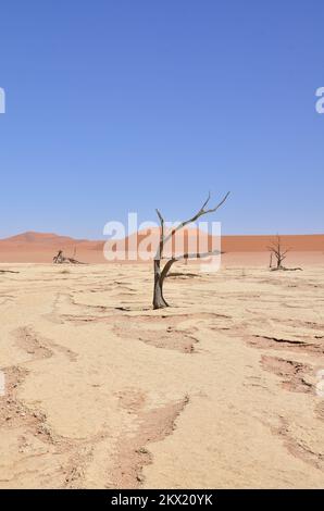 deadvlei sossusvlei Trockenpfannen Wüste Sand dunde Namibia Afrika Stockfoto