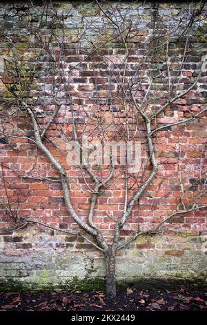 Arley Hall und Gartenbaum an der Wand Stockfoto