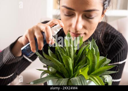 Ich kümmere mich um die Hauspflanze, eine weiße, wunderschöne Frau, die sich um die Hauspflanze kümmert. Aufsprühen von reinem Wasser oder Flüssigdünger. Sansevieria Zeylanica. Stockfoto