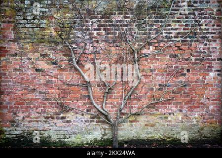 Arley Hall und Gartenbaum an der Wand Stockfoto