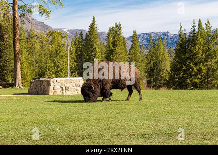 Bisons grasen neben dem ursprünglichen Resort Buffalo Bills, dem Pahaska Tepee Resort in Cody, Wyoming, USA, in der Nähe des yellowstone National Park Stockfoto