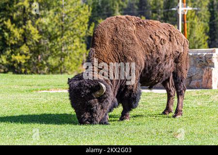 Bisons grasen neben dem ursprünglichen Resort Buffalo Bills, dem Pahaska Tepee Resort in Cody, Wyoming, USA, in der Nähe des yellowstone National Park Stockfoto