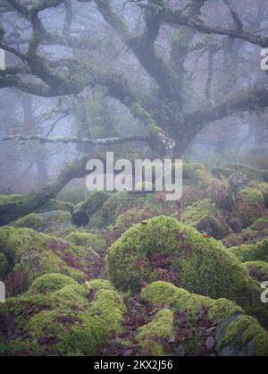 Wistman's Wood; Dartmoor National Park, Devon, Großbritannien. 30.. November 2022. UK Weather: Nebel und Nebel umhüllen die Bäume und schaffen eine stimmungsvolle Szene im mystischen Wistman's Wood in Dartmoor. Kredit: Celia McMahon/Alamy Live News Stockfoto