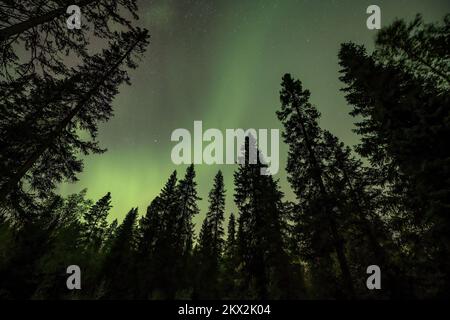 Blick auf die leuchtend grüne Aurora, die über die neblige schwedische Waldlandschaft am Tannfforsen scheint Wasserfall Lichtstrahlen Nordlichter färben den Himmel in verschiedenen Farben Stockfoto