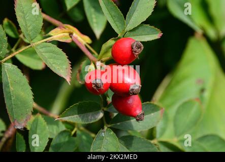 27.09.2017., Kroatien, Slavonski Brod - Rosa Canina, die im Frühherbst reift, ist bereit für die Ernte und Trocknung und die Herstellung von Konfitüren, Sirupen, Likören, Tee sowie einer Reihe von medizinischen Zubereitungen. briar Photo: Ivica Galovic/PIXSELL Stockfoto