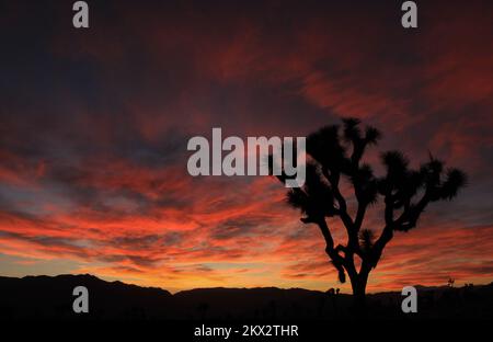 Joshua Tree im Joshua Tree-Nationalpark vor einem dramatischen Sonnenuntergang Stockfoto