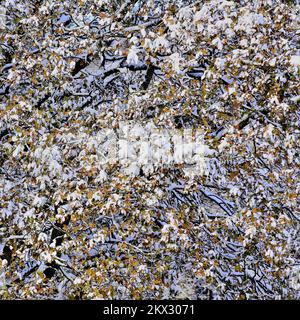 Reife, schneebedeckte Eiche mit atemberaubenden Farbtönen im Winter am Castle Ring in Cannock Chase. Stockfoto
