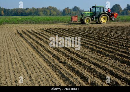 19.10.2017., Kroatien, Garesnica, Kaniska Iva - Ein warmes Herbstwetter, so genannte indische Sommerbauern arbeiteten früher auf den Feldern. Auf den Bauernhöfen der FAMILIE AGRO Puskaric begannen rund 45 Hektar Plantagen mit dem maschinellen Anpflanzen von einheimischem Knoblauch (weiße Zwiebeln), der von einem vierstufigen Hecken-Stamm durchgeführt wird. Foto: Damir Spehar/PIXSELL Stockfoto