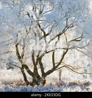 Starker Frost klammert sich im Frühwinter auf Cannock Chase AONB (Gebiet von außergewöhnlicher natürlicher Schönheit) in Staffordshire, England, Großbritannien, an Bäumen an Stockfoto