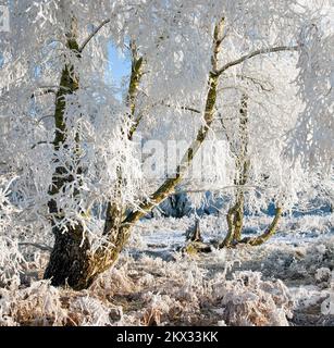 Starker Frost klammert sich im Frühwinter auf Cannock Chase AONB (Gebiet von außergewöhnlicher natürlicher Schönheit) in Staffordshire, England, Großbritannien, an Bäumen an Stockfoto