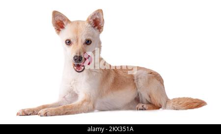 Niedlicher und lustiger Hund, mexikanischer Chihuahua oder russischer Spielzeugterrier, mit Zunge auf weißem Hintergrund isoliert, mit Blick auf die Kamera mit Kopierbereich für Stockfoto