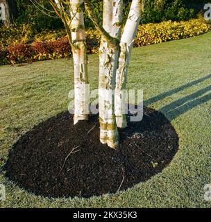 Drei Silberbirnen in einem kleinen Inselbeet mit Frostrasen im Winter Januar Stockfoto