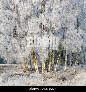 Winter stark mattierte Bäume und Gräser Ansons Bank auf Cannock Chase Gebiet von außergewöhnlicher natürlicher Schönheit in Spring Staffordshire Stockfoto