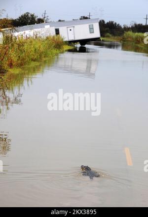 Hurrikan Ike, Sabine Pass, TX, 14. September 2008 ein Alligator schwimmt durch eine Straße, die von Hurrikan Ike überflutet wurde. Sabine Pass, TX, USA, 14. September 2008 -- ein Alligator schwimmt durch eine Straße, die von Hurrikan Ike überflutet wurde. Fotos zu Katastrophen- und Notfallmanagementprogrammen, Aktivitäten und Beamten Stockfoto