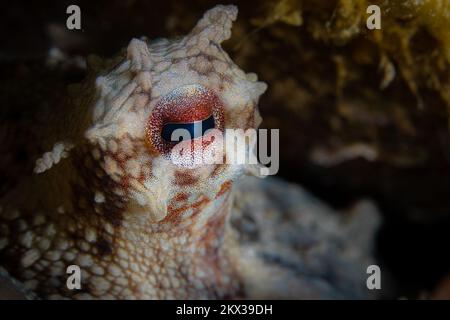 Octopus Camouflage – der Tintenfisch ändert seine Form, Struktur und Farbe, um sich in seine Umgebung einzufügen und zu verstecken Stockfoto