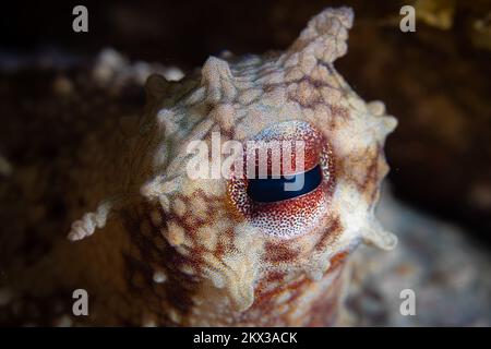 Octopus Camouflage – der Tintenfisch ändert seine Form, Struktur und Farbe, um sich in seine Umgebung einzufügen und zu verstecken Stockfoto