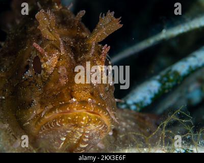 Wunderschöne Details auf Skorpionfisch-Haut, die sich mit ihrer Umgebung verschleiert. Fische, die sich als Hinterhalt-Raubtier getarnt haben Stockfoto