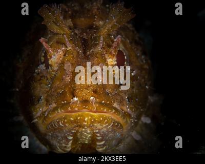 Wunderschöne Details auf Skorpionfisch-Haut, die sich mit ihrer Umgebung verschleiert. Fische, die sich als Hinterhalt-Raubtier getarnt haben Stockfoto