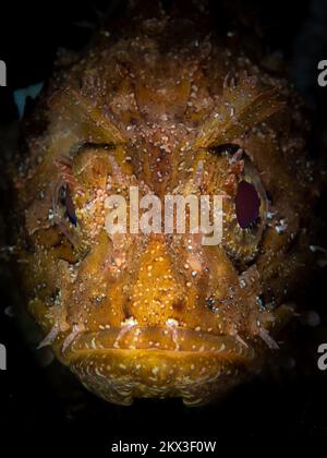 Wunderschöne Details auf Skorpionfisch-Haut, die sich mit ihrer Umgebung verschleiert. Fische, die sich als Hinterhalt-Raubtier getarnt haben Stockfoto