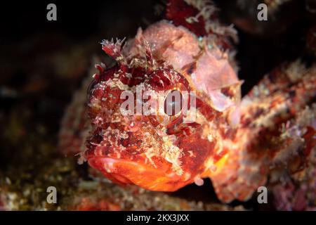 Wunderschöne Details auf Skorpionfisch-Haut, die sich mit ihrer Umgebung verschleiert. Fische, die sich als Hinterhalt-Raubtier getarnt haben Stockfoto