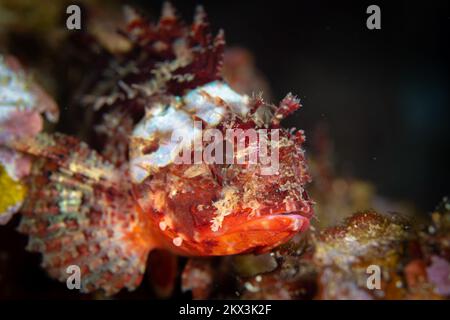 Wunderschöne Details auf Skorpionfisch-Haut, die sich mit ihrer Umgebung verschleiert. Fische, die sich als Hinterhalt-Raubtier getarnt haben Stockfoto