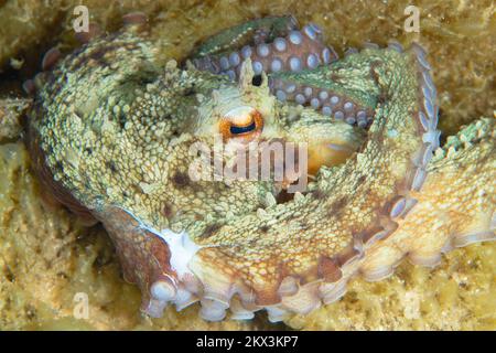 Octopus Camouflage – der Tintenfisch ändert seine Form, Struktur und Farbe, um sich in seine Umgebung einzufügen und zu verstecken Stockfoto