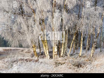 Winter stark mattierte Bäume und Gräser Ansons Bank auf Cannock Chase Gebiet von außergewöhnlicher natürlicher Schönheit in Spring Staffordshire Stockfoto