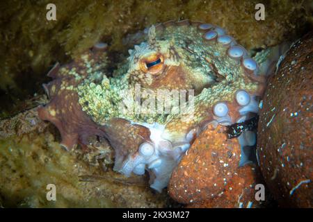 Octopus Camouflage – der Tintenfisch ändert seine Form, Struktur und Farbe, um sich in seine Umgebung einzufügen und zu verstecken Stockfoto