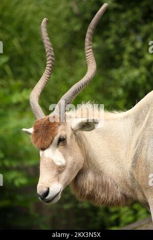 Mendesantilope / Addax / Addax nasomaculatus Stockfoto