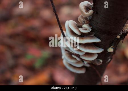 Ein Holzfäuler-Pilz auf einem toten Baum. Speicherplatz kopieren. Stockfoto