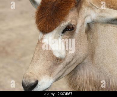 Mendesantilope / Addax / Addax nasomaculatus Stockfoto