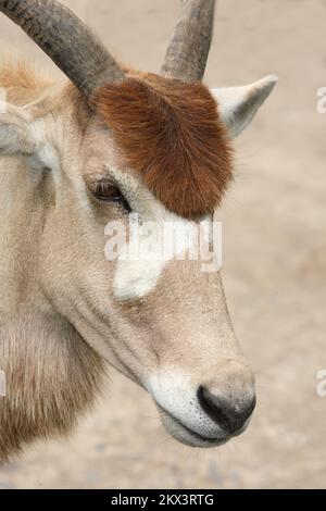 Mendesantilope / Addax / Addax nasomaculatus Stockfoto