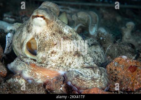 Octopus Camouflage – der Tintenfisch ändert seine Form, Struktur und Farbe, um sich in seine Umgebung einzufügen und zu verstecken Stockfoto