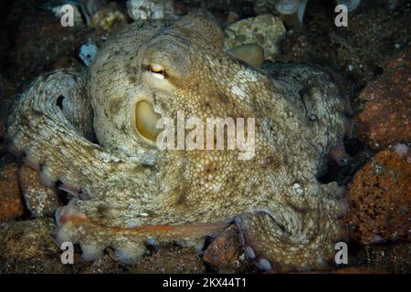 Octopus Camouflage – der Tintenfisch ändert seine Form, Struktur und Farbe, um sich in seine Umgebung einzufügen und zu verstecken Stockfoto